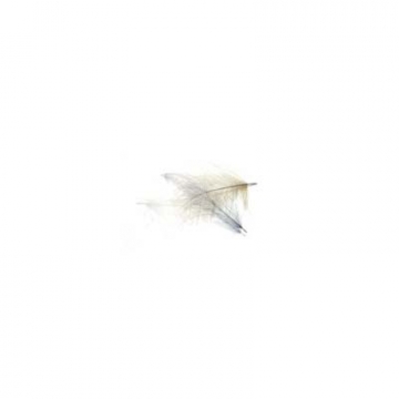 CDC FEATHERS